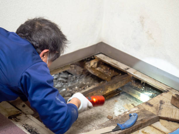 Mold Testing and Removal in Haines City, FL