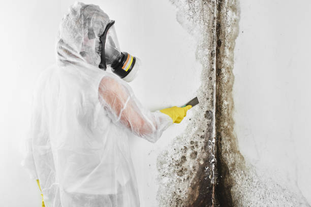 Best Mold Testing  in Haines City, FL