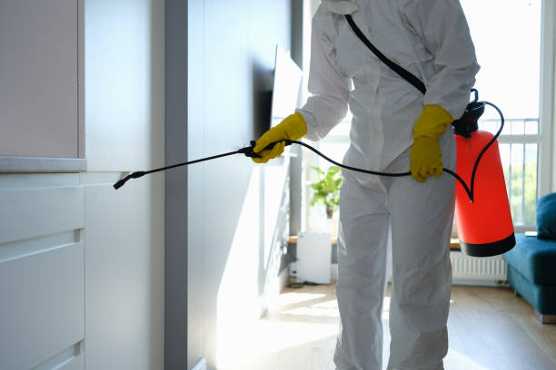 Best Mold Removal Specialists  in Haines City, FL