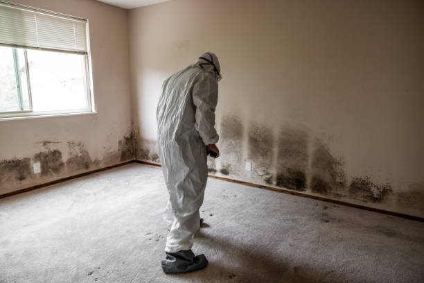 Best Office Mold Removal Services  in Haines City, FL