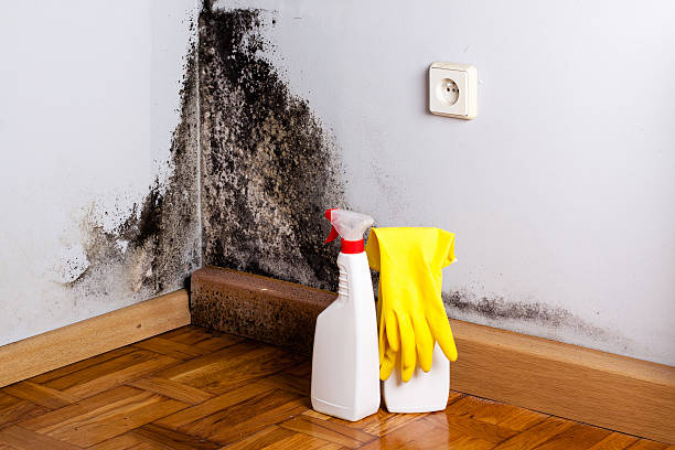 Best Home Mold Removal  in Haines City, FL