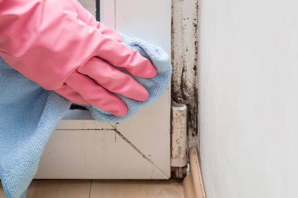 Best Fast Mold Removal  in Haines City, FL