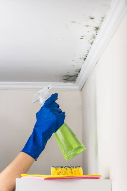 Best Mold Cleaning Services  in Haines City, FL